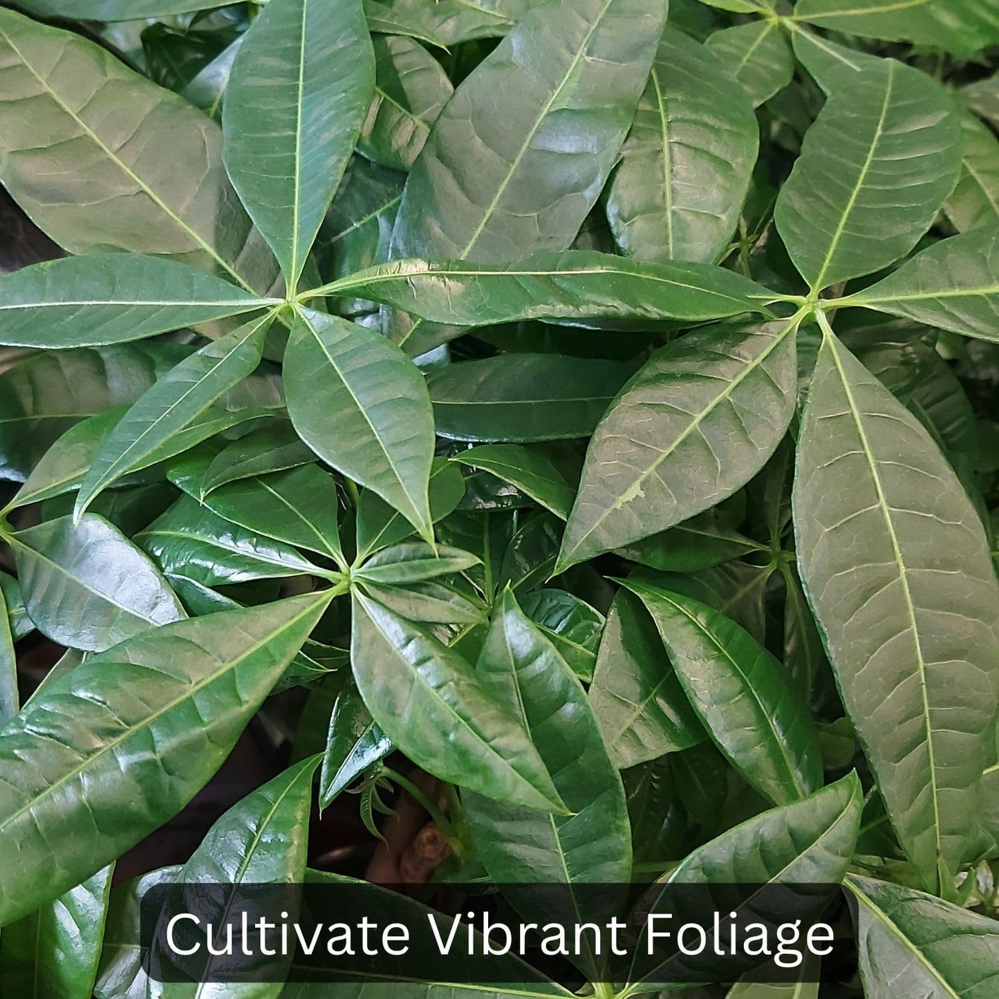 Money Tree Soil (4 Quarts), Potting Mix for Planting/Repotting Pachira Aquatica, All-Natural Custom Soil Blend