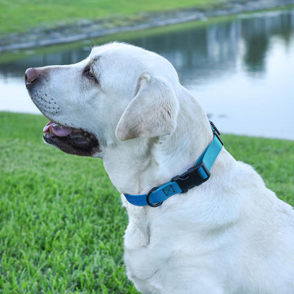 Dogline Biothane Waterproof Dog Collar with Quick Release Buckle Strong Coated Nylon Webbing with Odor- Proof for Easy Care Easy to Clean Fits Small Medium Large Dogs, Dogline Blue 5/8" W 9-14" L