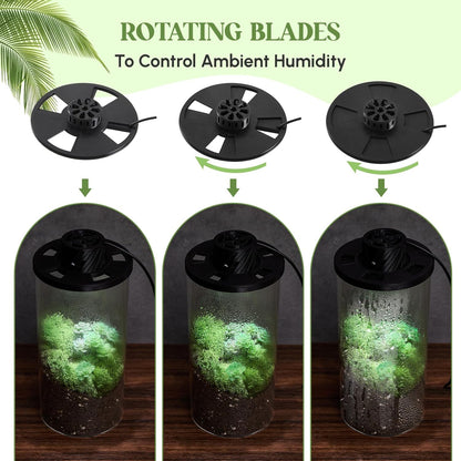 Maxdot Glass Plant Terrarium Kit with Light for Succulent, Moss, Miniature Gardening Landscape, Betta Fish Tank, Office Home Decoration, Plant Lovers Gifts (7.9 x 3.9 Inch)