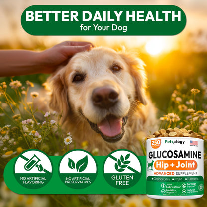 Glucosamine for Dogs. Chosen for real quality, fits naturally into modern pet homes.