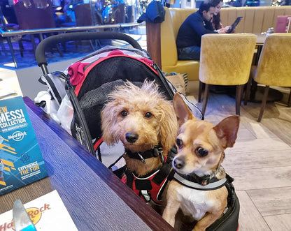 ROODO Escort 3 Wheel Dog Cat Pet Stroller for Small/Medium Dogs Cats Best Lightweight Foldable Portable Compact Jogger Travel All Terrain Pet Gear System Puppy Doggie Bunny Kitty Stroller(Black)