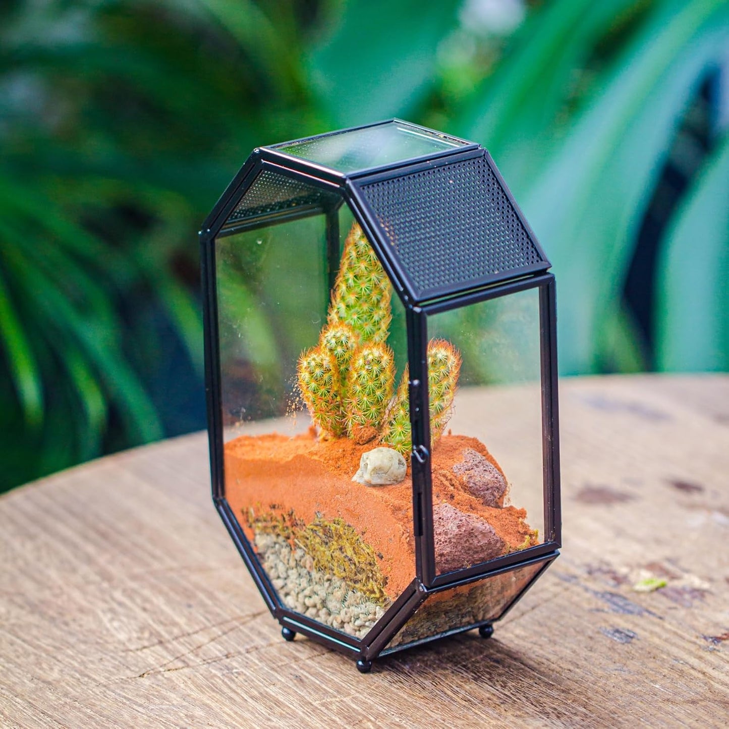 NCYP Mini Glass Terrarium with Vent and Door for Succulents Plants, Jumping Spiders, Insect - Octagon Small Closed Geometric Enclosure, Black Indoor Tabletop Decor, 5 x 2.3 x 7 Inches (Terrarium Only)