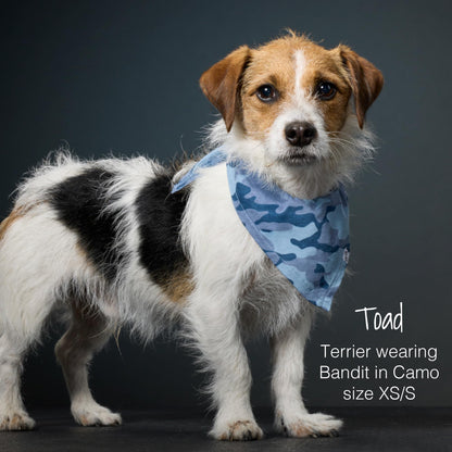 Pet Passion Bandit. Chosen for real quality, fits naturally into modern pet homes.