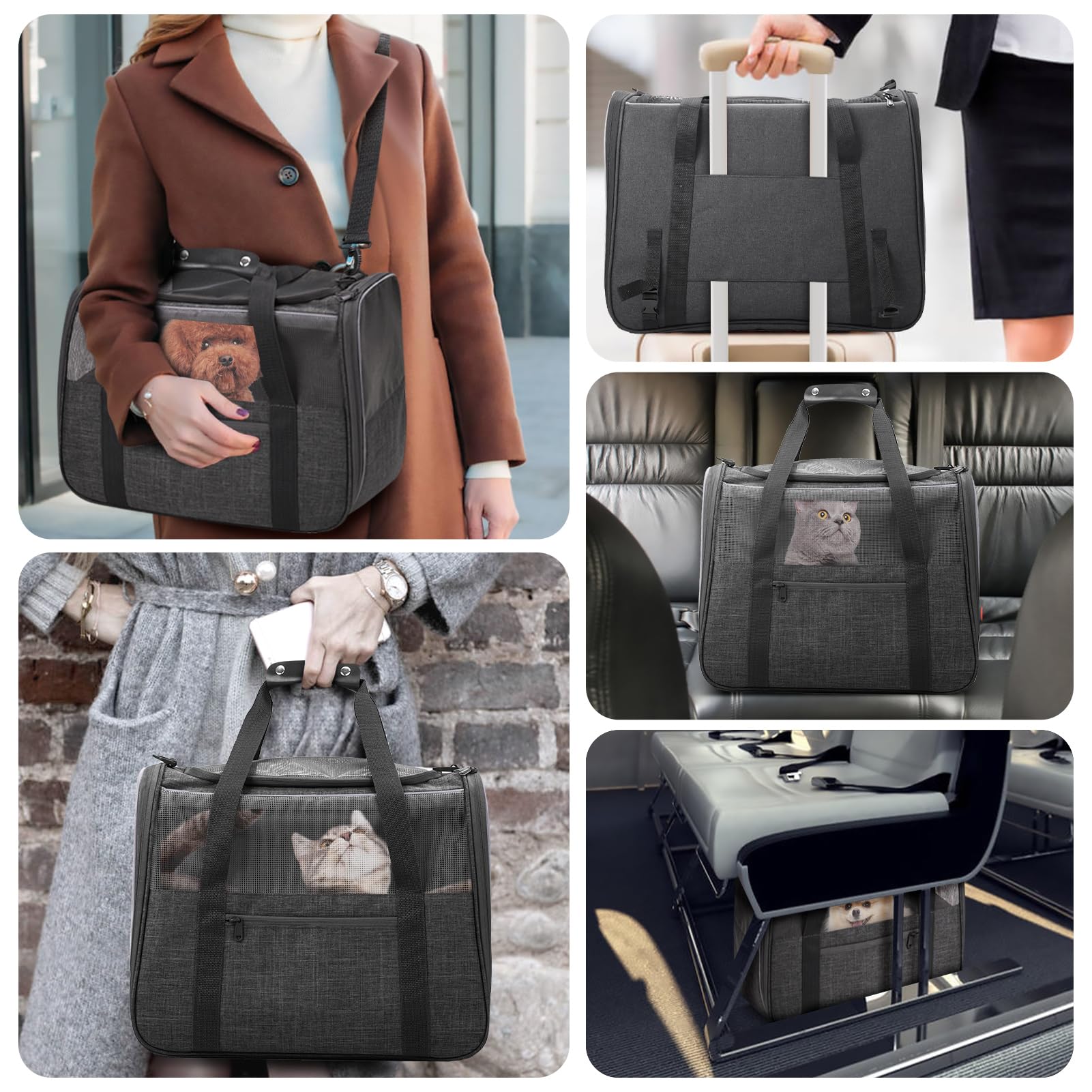 JUNGYOUN Premium ​Cat Carrier. Chosen for real quality, fits naturally into modern pet homes.
