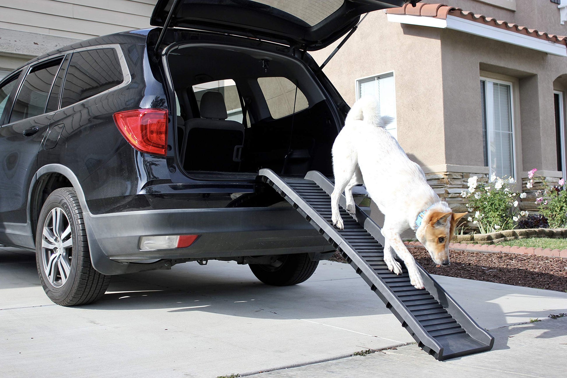 PawStep 61" Folding Pet Ramp. Chosen for real quality, fits naturally into modern pet homes.