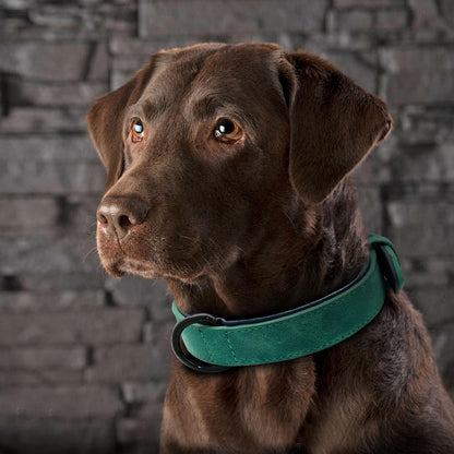 Didog Soft Padded PU Leather Dog Collar, Breathable and Adjustable Dog Collars for Medium Dogs, Comfortable for Daily Walk, Green, L Fit Neck 13-17"(22-44 lbs)