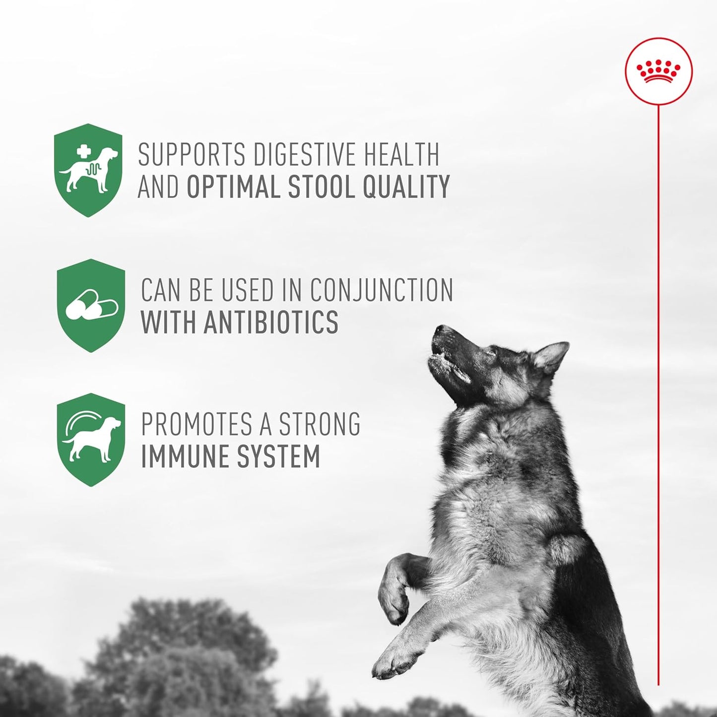Royal Canin Probiotics for Dogs Digestive and Immune Health Powder Supplement for Canines of All Ages, 30 Count