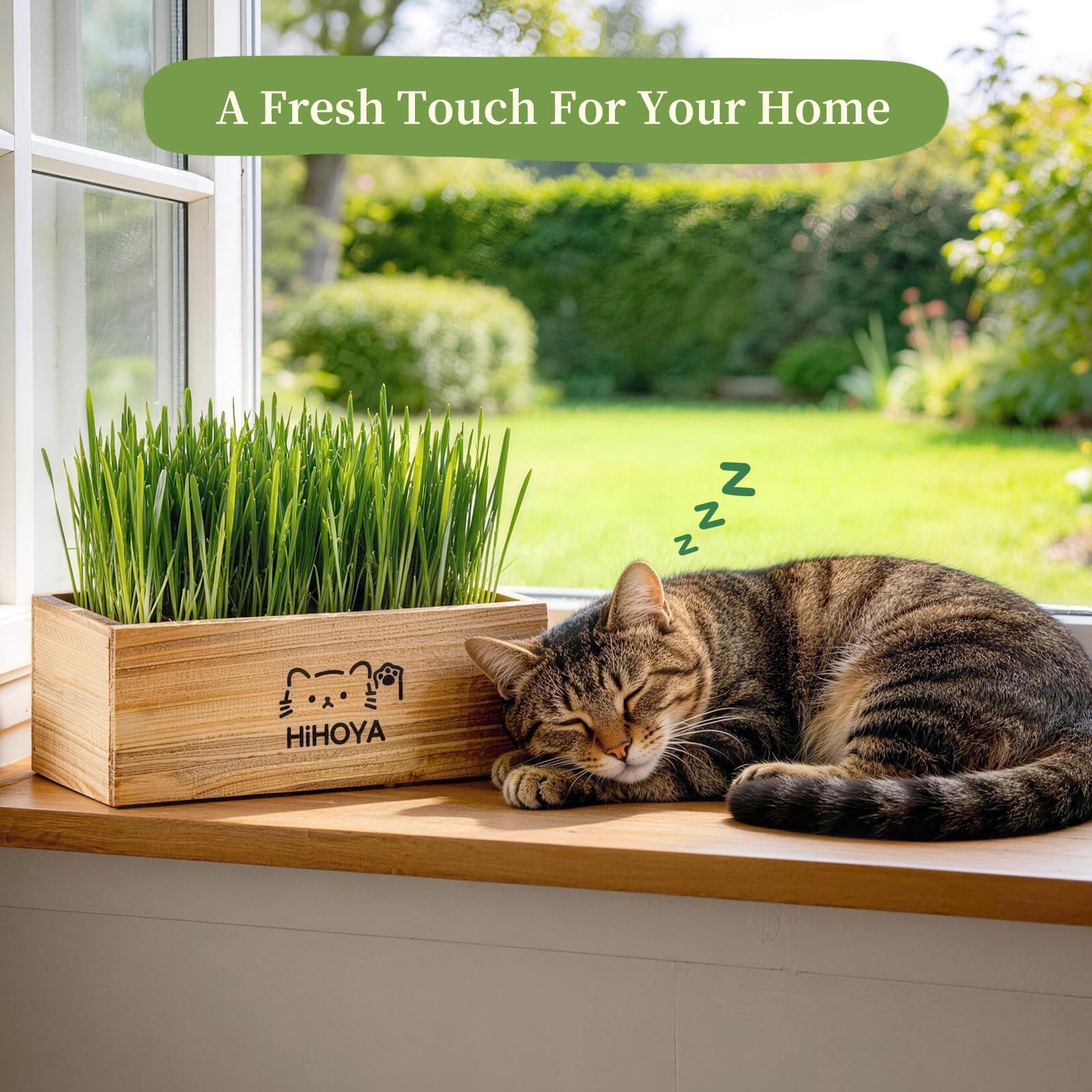 HiHOYA Cat Grass Kit for Indoor Cats. Chosen for real quality, fits naturally into modern pet homes.