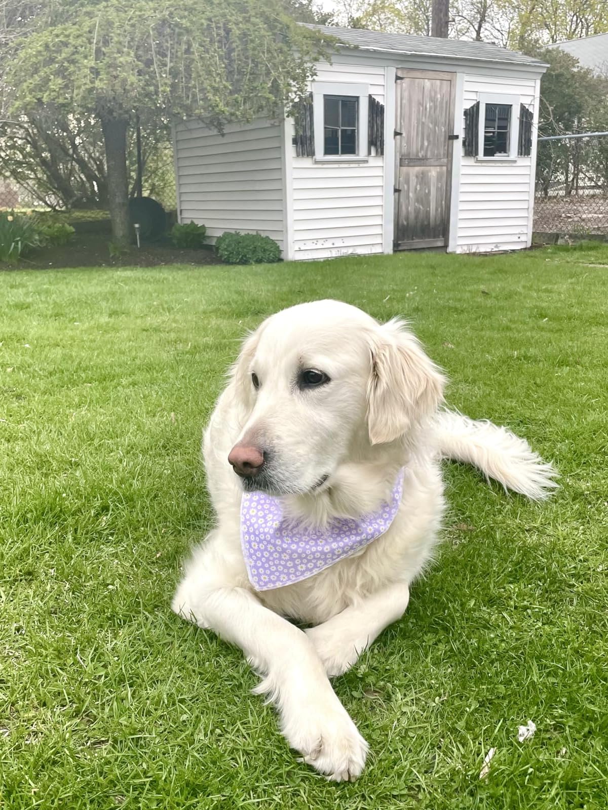 Lionet Paws Spring Daisy Dog Bandana Washable Cotton. Chosen for real quality, fits naturally into
