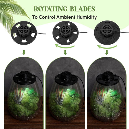 Maxdot Glass Plant Terrarium Kit with Light for Succulent, Moss, Miniature Gardening Landscape, Betta Fish Tank, Office Home Decoration, Plant Lovers Gifts (6.9 x 7.8 Inch)