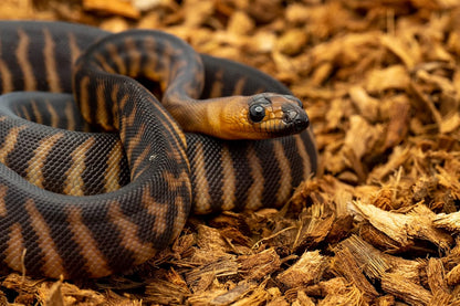 BabiChip Coconut Chip Substrate for Reptiles 2 Pack of 12 Quart Loose Small Sized Coco Husk Chip Bedding for Ball Pythons, Snakes, Tortoises, Geckos, Frogs, or Lizard Terrarium Tanks