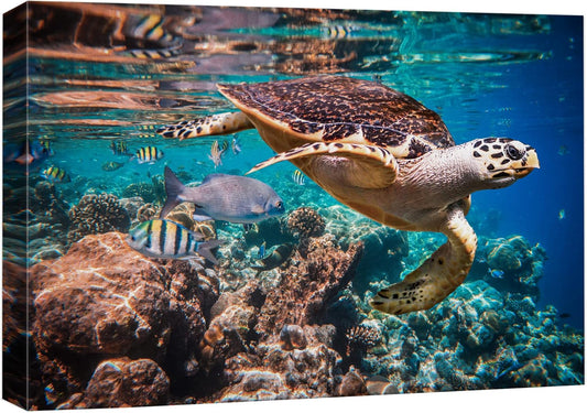 wall26 Canvas Print Wall Art Tropical Turtle Coral Reef Deep Sea Dive Nature Animals Photography Realism Rustic Scenic Landscape Wilderness Earth Colorful for Living Room, Bedroom, Office - 16"x24"