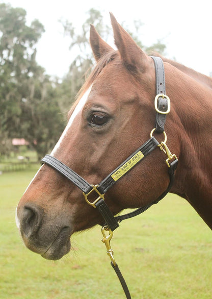 Leather Halter for Horses with Customized Engraved Name Plate Option Halter for Horse | Brown/Brass, Padded Halter (Blue or Green) Black/Brass, Black/Chrome Options