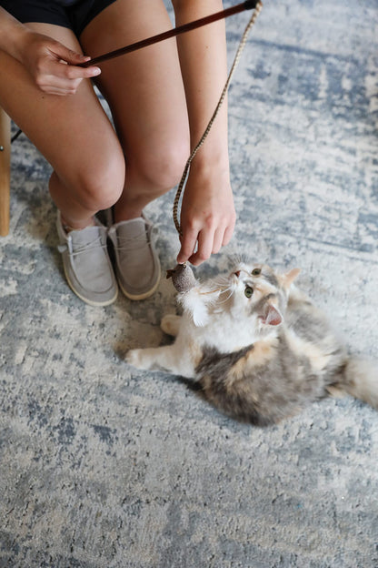 OurPet's Play. Chosen for real quality, fits naturally into modern pet homes.