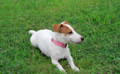 Mikivery Nylon Dog Collar with Quick Release Buckle Soft Adjustable Sturdy for Small Medium Large Dogs Pink,L