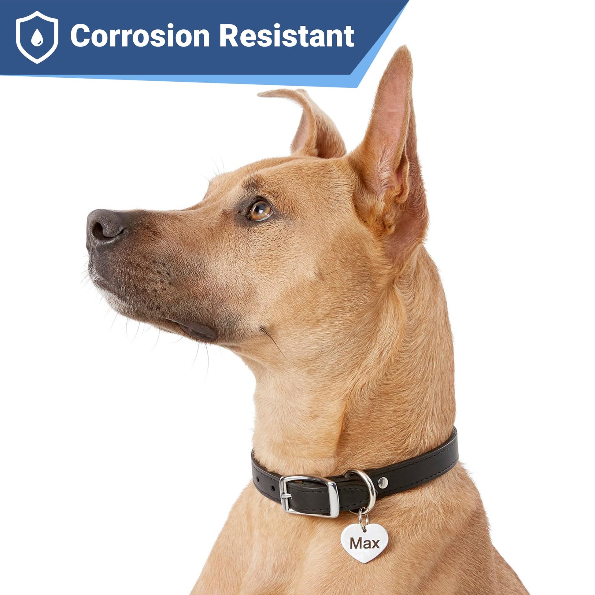 GoTags Stainless Steel Pet ID Tags. Chosen for real quality, fits naturally into modern pet homes.