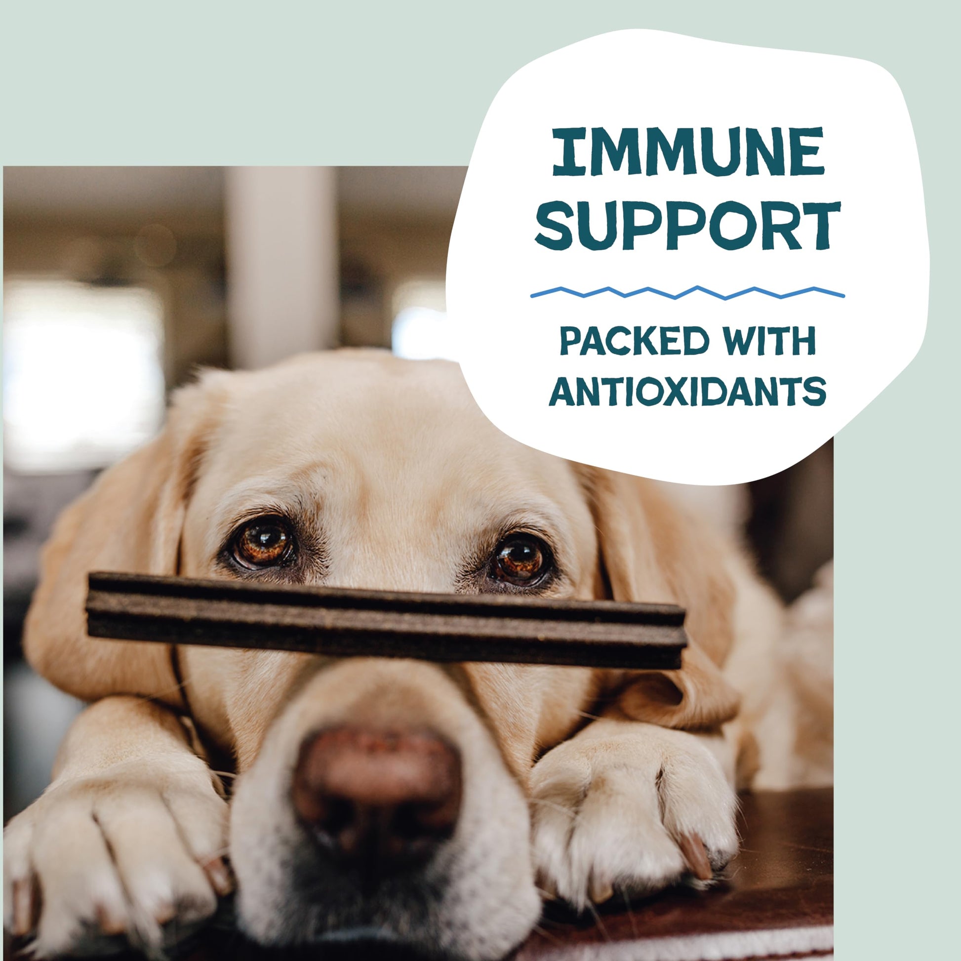 Shameless Pets Blueberry & Mint Dental Chews for Dogs. Chosen for real quality, fits naturally into