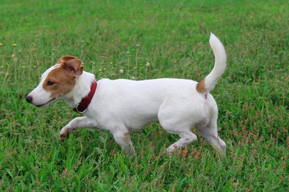 Mikivery Nylon Dog Collar with Quick Release Buckle Soft Adjustable Sturdy for Small Medium Large Dogs Brick,L