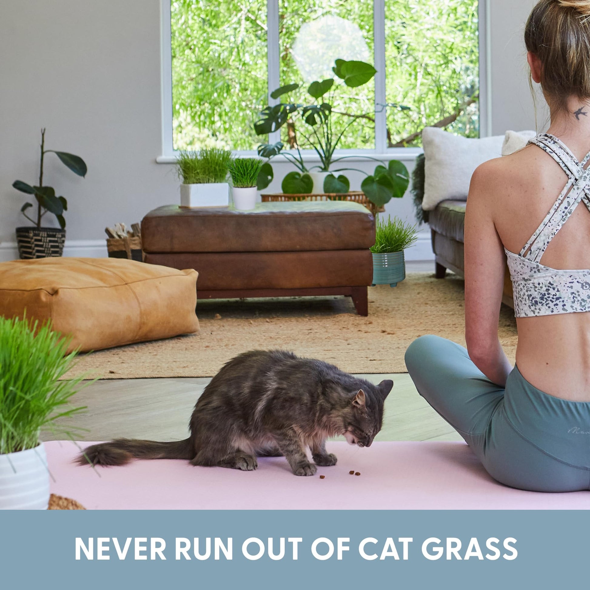 The Cat Ladies Cat Grass for Indoor Cats. Chosen for real quality, fits naturally into modern pet