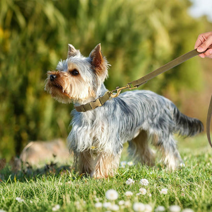 Didog Soft PU Leather Dog Collar, Stylish Quick Released Dog Collars for Small Dogs, Easy Clean Adjustable Pet Collar for Daily Walking, Dark Green, S Fit 10-16" Neck