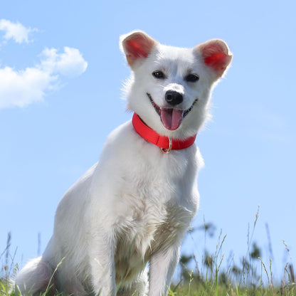 Didog Soft Padded Dog Collars for Small Dogs, Lightweight and Breathable Dog Collar with Metal Buckle for Puppy, Red, S