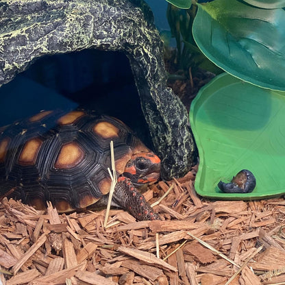 kathson Reptile Rock Hideout Cave,Tortoise Hide Caves,Resin Hides Shelter,Reptile Green Plant Decoration Habitat Decor Terrarium Accessories for Lizards Bearded Dragon Gecko Turtles Spiders