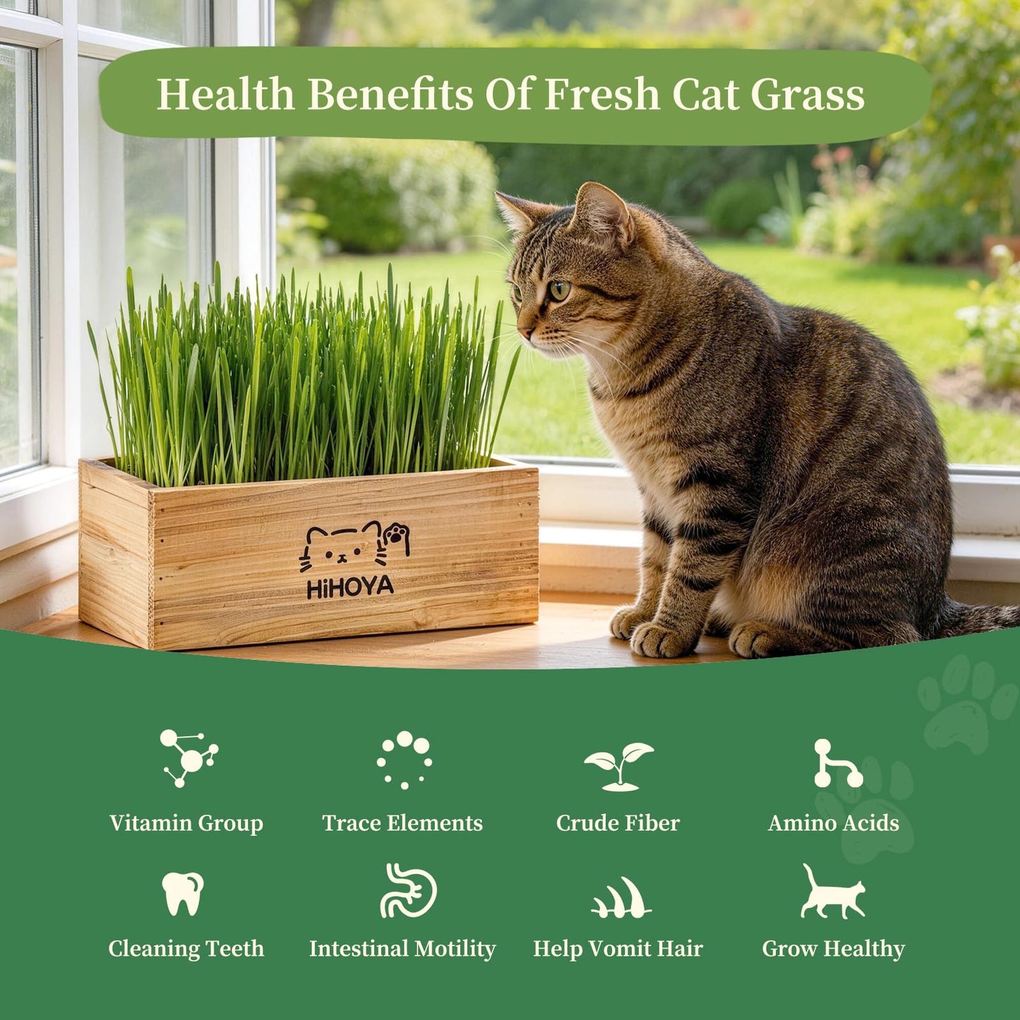 HiHOYA Cat Grass Kit for Indoor Cats. Chosen for real quality, fits naturally into modern pet homes.