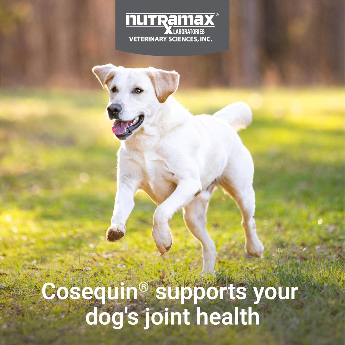 Nutramax Cosequin for Dogs Joint Health Supplement, Contains Glucosamine for Dogs, Plus Chondroitin and MSM, Supports Healthy Joints, For All Breeds and Sizes, Chewable Tablets, 132 Count