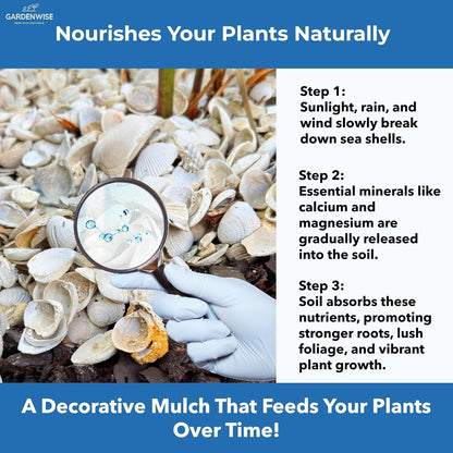 Natural Organic Sea Shell Mulch for Gardens and Landscaping – Decorative and Nutrient-Rich, 0.5–3-Inch Shells, Perfect for Indoor and Outdoor Use (0.7 CF - 20 L - 21 QTS)