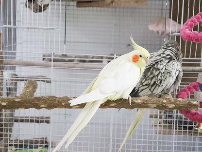 Large Natural Pepper Wood Parrot Stand Branch, Wooden Perch for Parakeet Cockatiels Conures Lovebirds Budgies, Birdcage Accessories 15.66.7 Inches