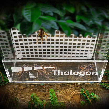 Bearded Dragon Feeder, Transparentk Acrylic Reptile Feeder Box, Chameleon Bug Bowl, Wall-Mounted Insect Feeder with Suction Cups, Tank and Aquarium Accessories for Lizard Bearded Dragon Frog