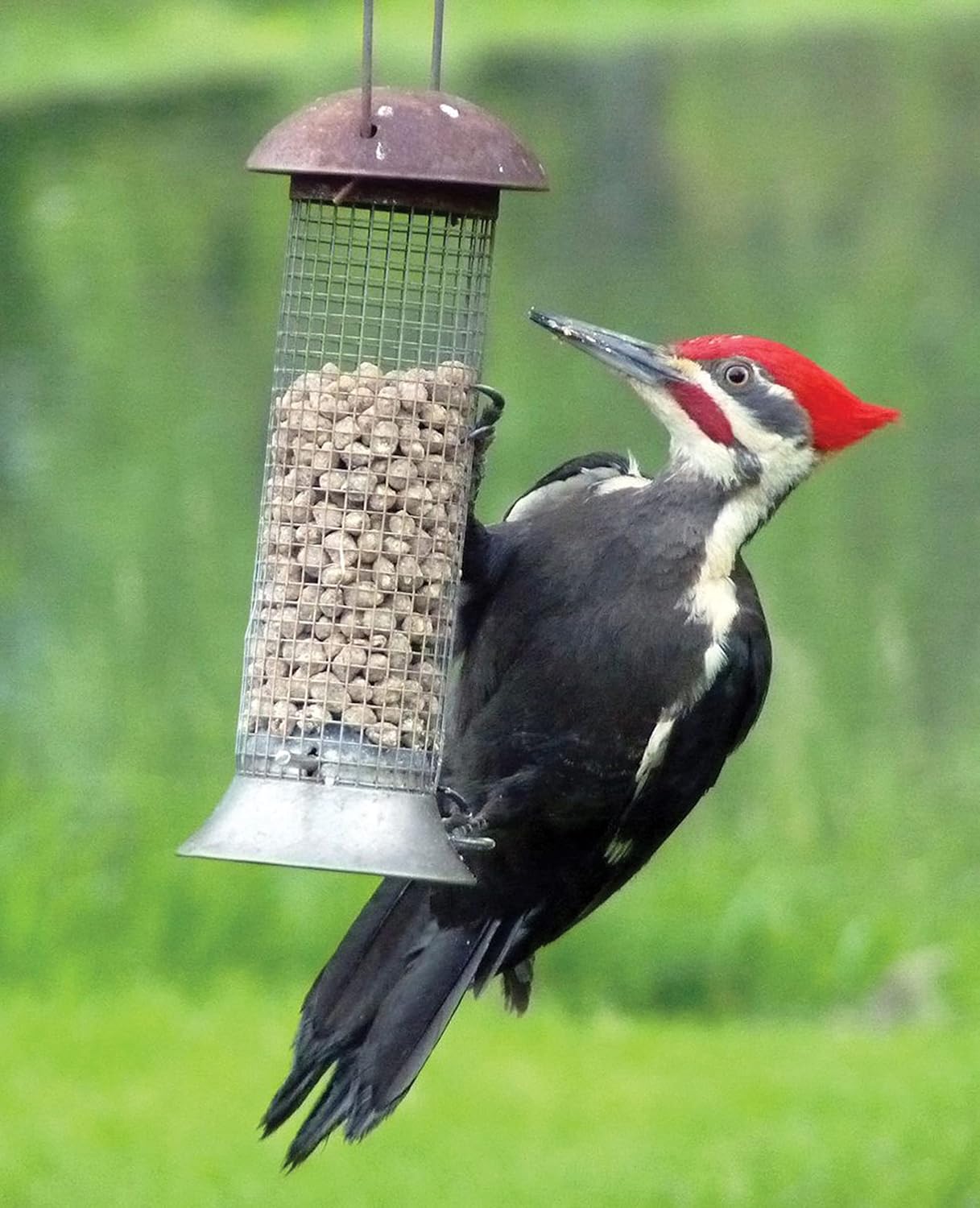 C&S Wild Bird Woodpecker Suet Nuggets Mega Box, 8 Pounds (Pack of 2)