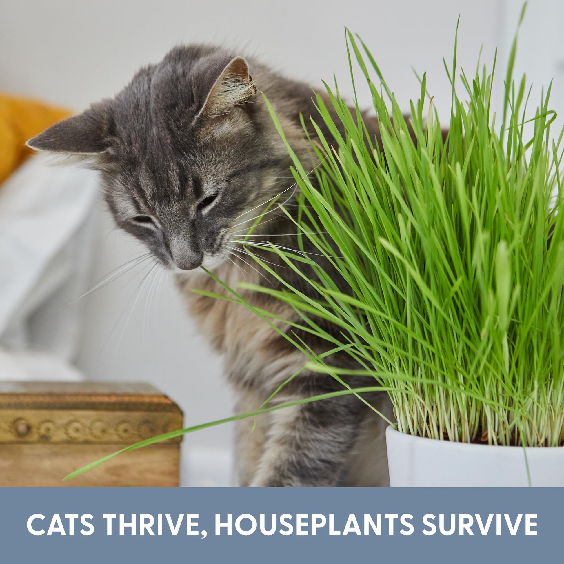 The Cat Ladies Cat Grass Refill Kit 100% Organic Cat. Chosen for real quality, fits naturally into