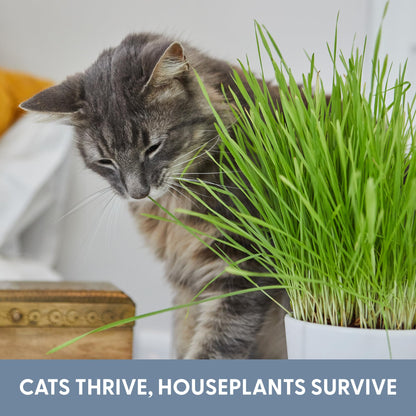 The Cat Ladies Cat Grass Refill Kit 100% Organic Cat. Chosen for real quality, fits naturally into