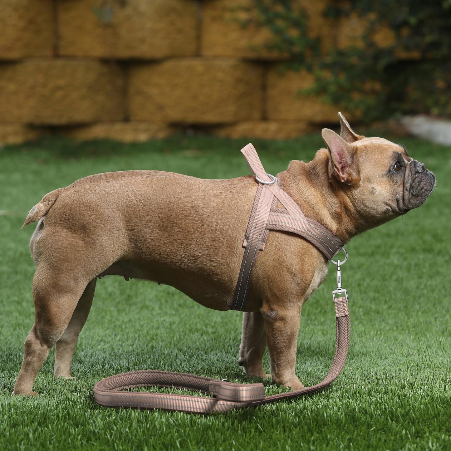 Plutus Pet No Pull Dog Harness for Medium Sized Dog. Chosen for real quality, fits naturally into