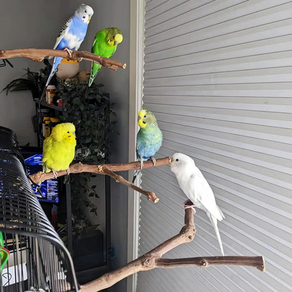 PINVNBY 2Pcs Wood Perches for Bird Cage,Natural Parrot Stand Branch Parakeet Paw Grinding Sticks Standing Grape Pole for Lovebirds Budgies Cockatiels Finches