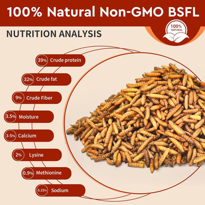 Dried Black Soldier Fly Larvae 10LB, 100% Natural Non-GMO, No Additives, Treat for Chickens, Reptiles and Birds, More Calcium Than Mealworms