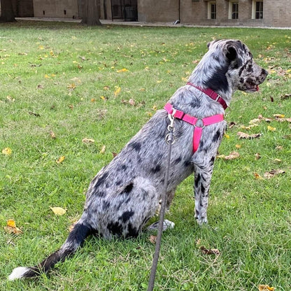 PUPTECK No Pull Dog Harness Soft Adjustable Basic Nylon Step in Puppy Vest Outdoor Walking with ID Tag Medium DeepPink