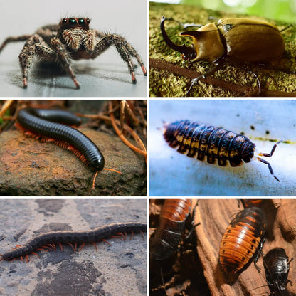 REPTI ZOO Magnetic Acrylic Reptile Terrarium 8" x 4" x 4", Transparent Tarantula Spider Enclosure Micro Breeding Box for Hermit Crab Snail Mantis Frog Insects