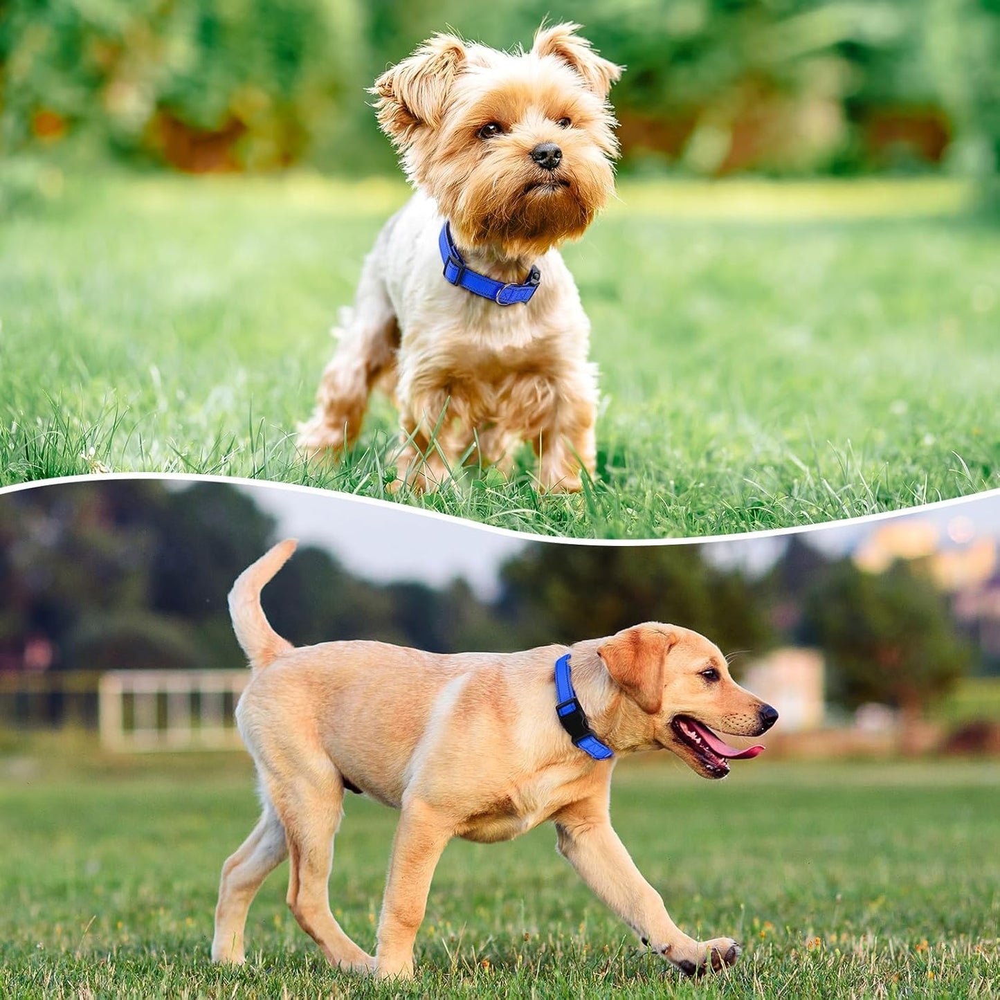 Reflective Dog Collar Padded with Soft Neoprene Breathable Quick Release Basic Dog Collars for Puppy Small Dogs Boy Girl Blue