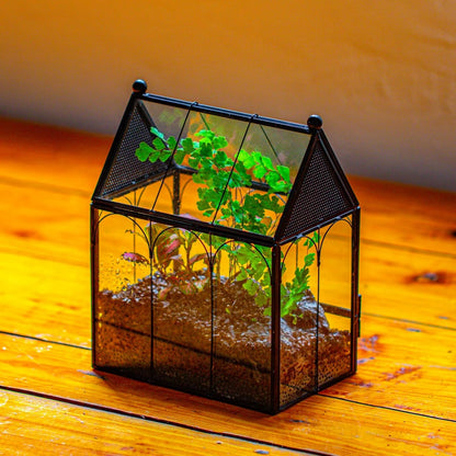 NCYP Small Glass Spider Enclosure with Mesh for Jumping Spiders, Snails, Micro House Shaped Front Opening Plant Terrarium, Home Decor Black, 5.8" x 3.8" x 7" (Terrarium Only)