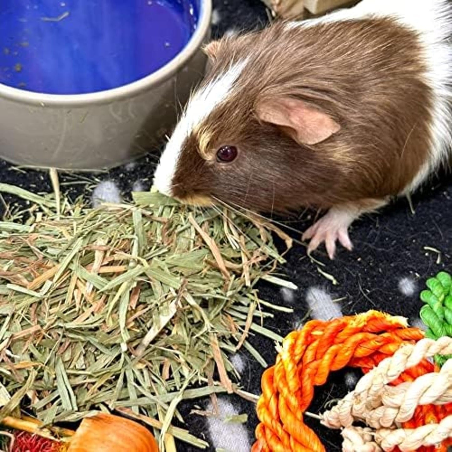 Blue Mountain Hay | Fresh Organic Meadow Hay (15 Ounce) | Mimics Natural Forage | High-Altitude Hay Pet Food for Rabbits, Guinea Pigs, Chinchillas, Hamsters, and Other Small Pets