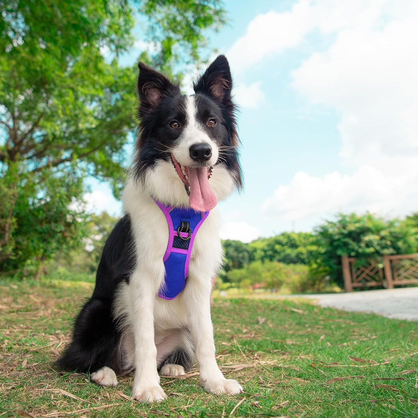 PHOEPET 2019 Upgraded No Pull Dog Harness, Reflective Adjustable Vest, with a Training Handle + 2 Metal Leash Hooks+ 3 Snap Buckles +4 Slide Buckles(L, Royal Blue)