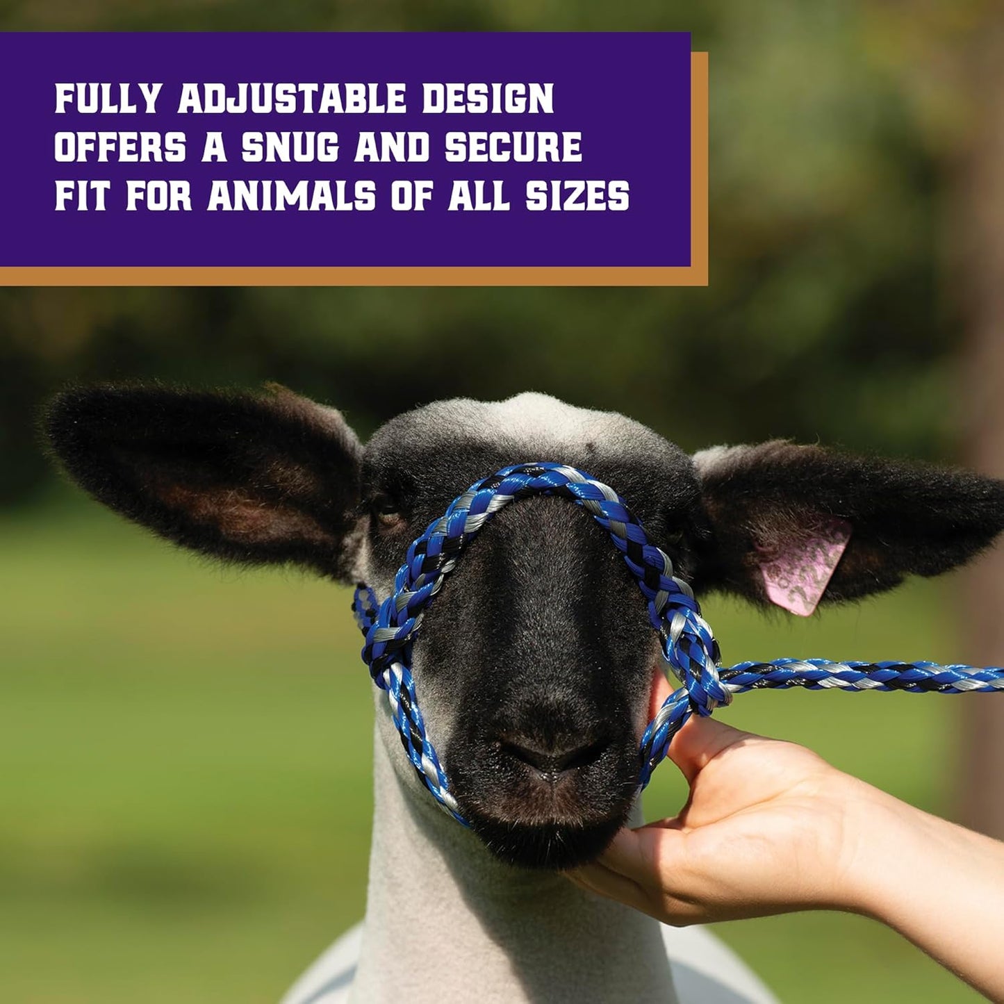 Weaver Livestock Poly Rope Sheep Halter, Modern Style Braid Sheep and Goat Rope Halter, Adjustable Lamb Halter Lead, Livestock Sheep Showing Supplies