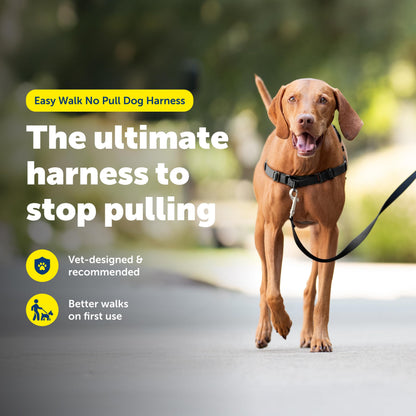 PetSafe Easy Walk Harness. Chosen for real quality, fits naturally into modern pet homes.