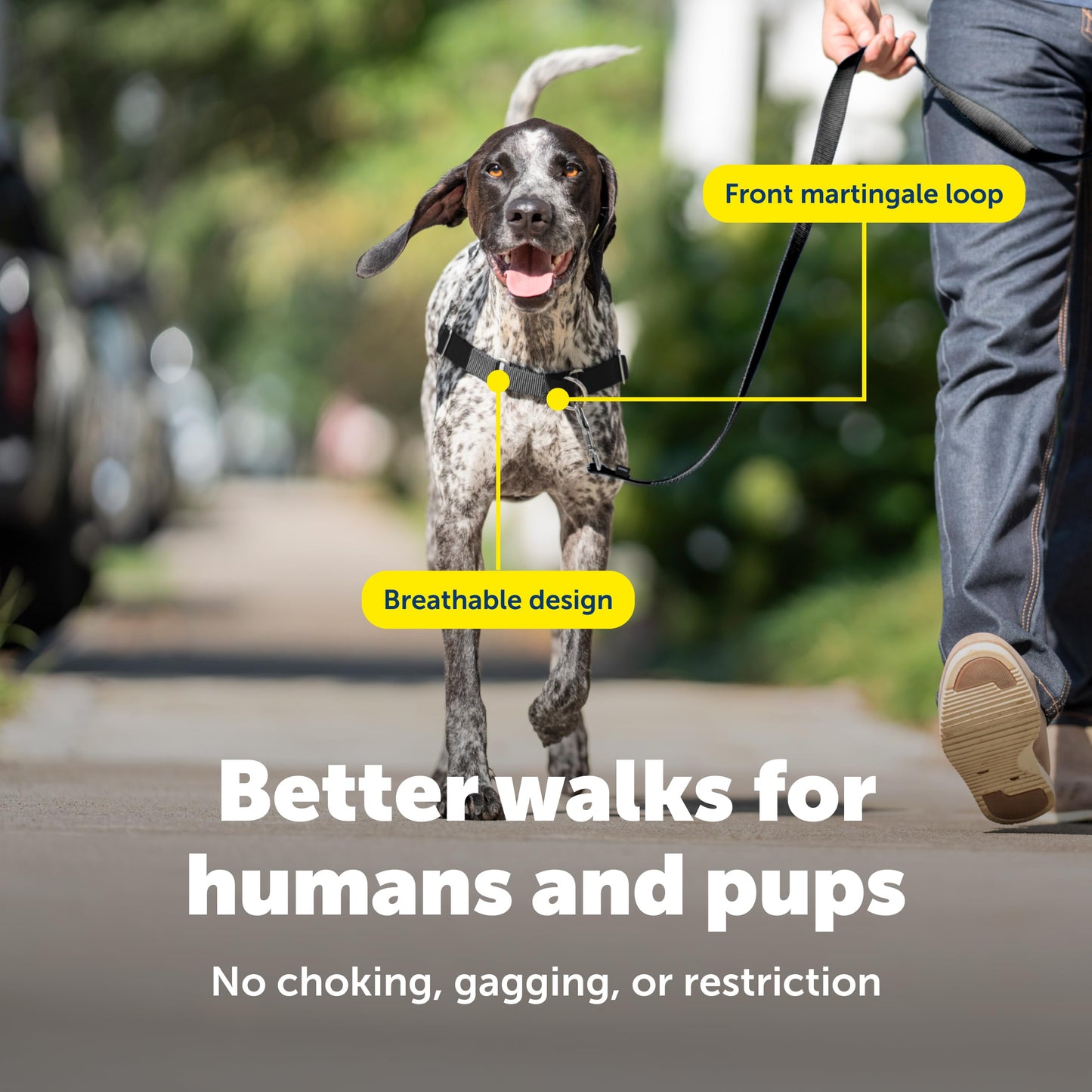 PetSafe Easy Walk Harness. Chosen for real quality, fits naturally into modern pet homes.