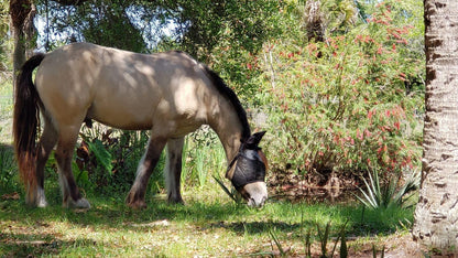 95% UV Eye Protection (Pony) Standard Horse Fly Mask - Help with Uveitis, Corneal Ulcer, Cataract, Light Sensitivity, Cancer. Designed to Stay On Your Horse, Off The Ground!