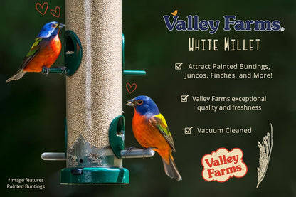 Valley Farms White Millet Wild Bird Seed (20 LB) for Outside feeders, White proso Millet, Bird Watcher Secret Wild Bird Food