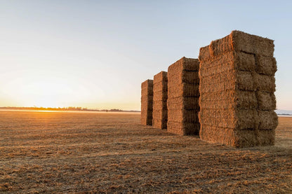 Blue Mountain Hay High-Altitude Hay - Organic Alfalfa, 25lb - High Protein, Fiber & Mineral-Rich - Soft, Leafy, High Leaf Retention - Ideal for Goats, Rabbits, Guinea Pigs & Other Small Animals