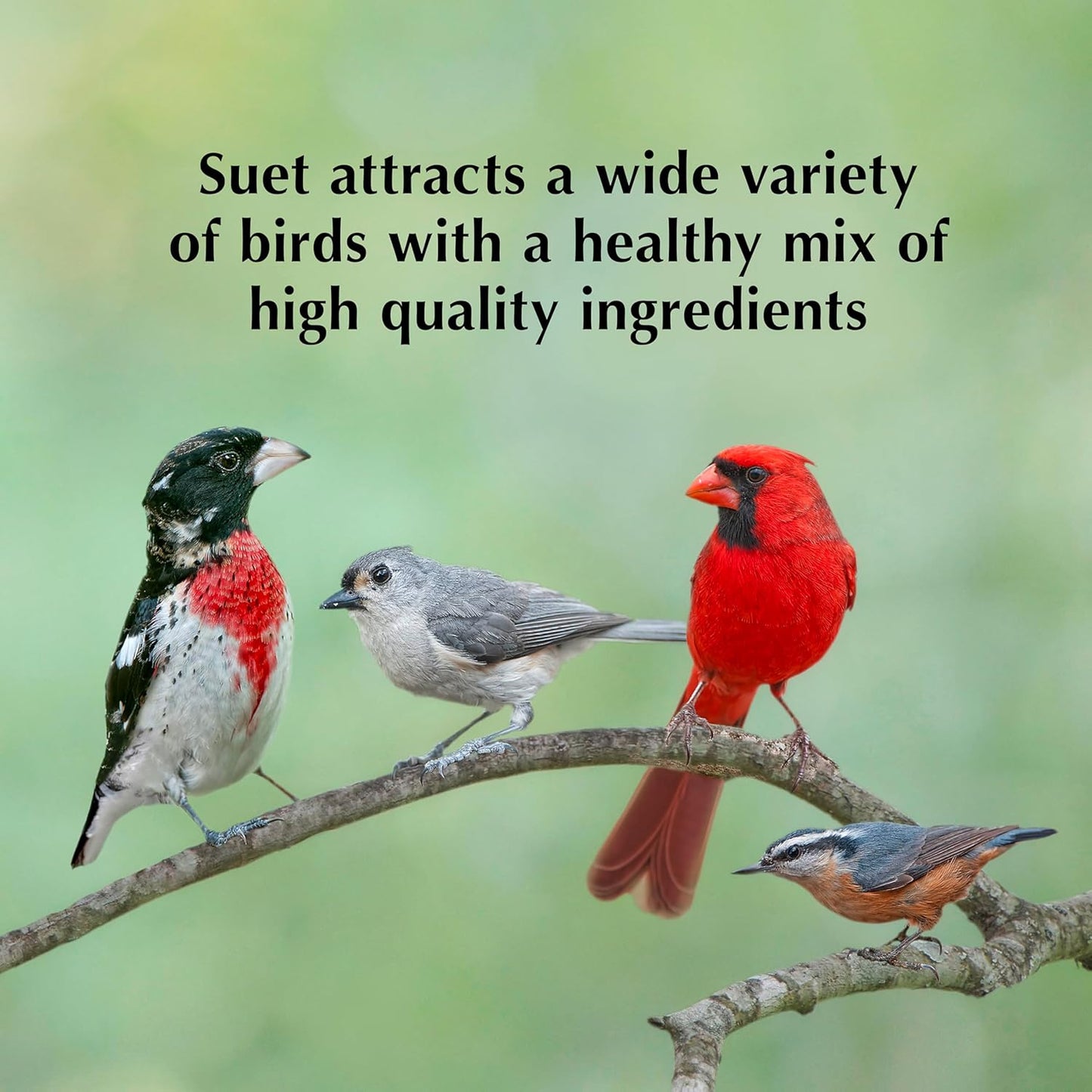 C&S Orange Delight No Melt Suet Dough 11.75 Ounces 8 Pack